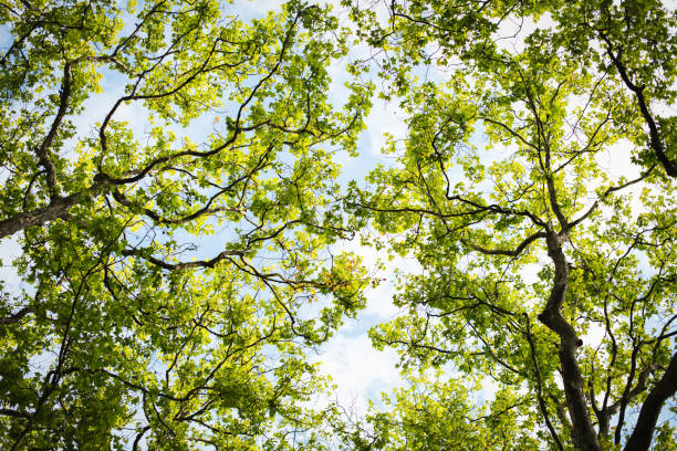 Crop. Branches of an old maple tree with leaves on a background of a blue sky.