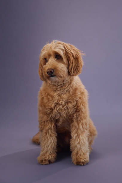 istock Dog sitting calmly on purple background 2172148178