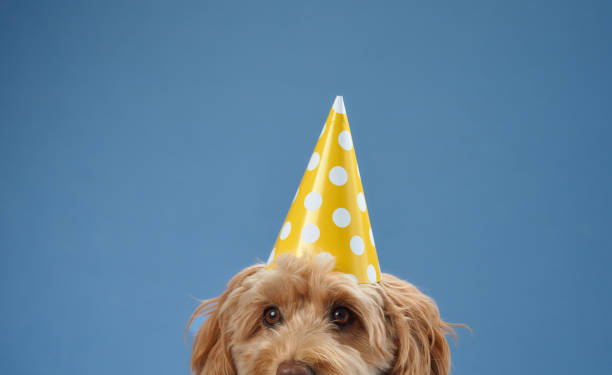 istock Dog peeking under yellow party hat 2172148213