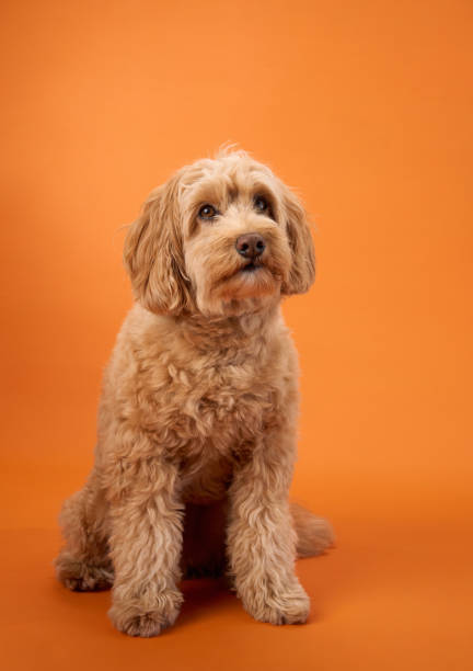 istock Dog sitting with paws out on orange background 2172148223