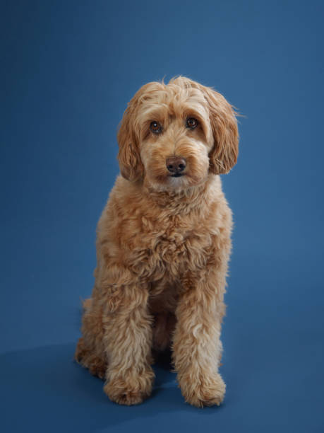 istock Dog sitting and looking to the side 2172148274