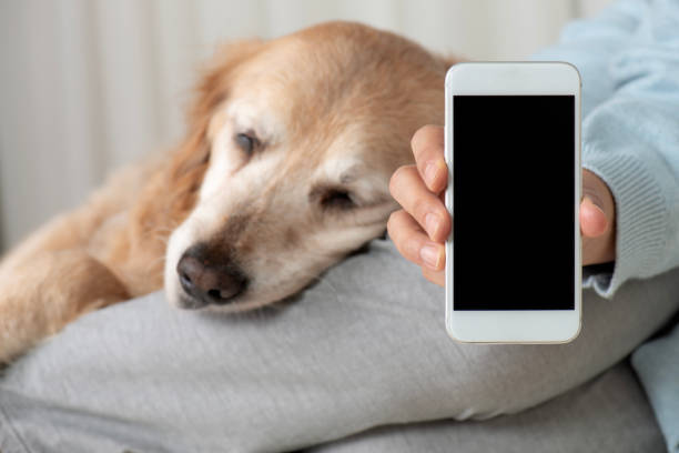 istock Everything Your Dog Needs is on Your Mobile Phone 2172150108