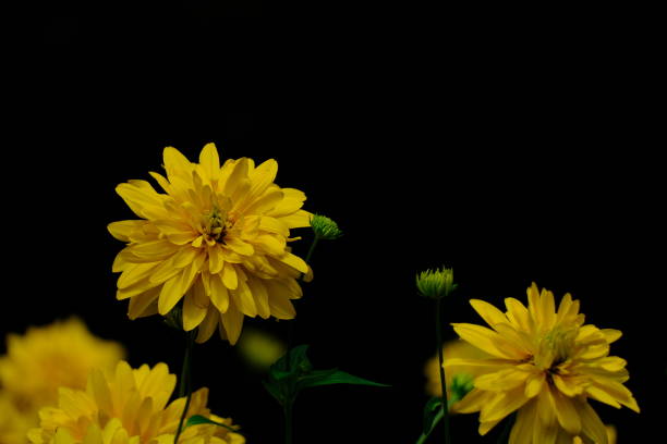 The Rudbeckia laciniata flower blooms beautifully in the garden