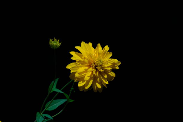 Jerusalem sage flower close up