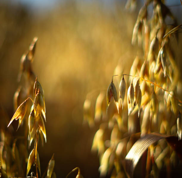 Close-up of oats in a field in the sunshine