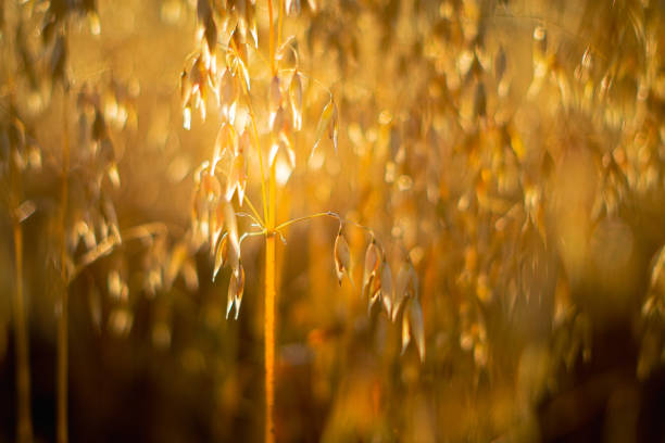 Golden oats in the sunshine