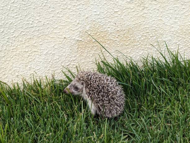 Hedgehog on green grass in a garden.