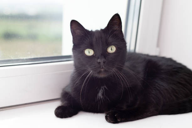 istock A black cat with green eyes lies on a white windowsill 2172154412