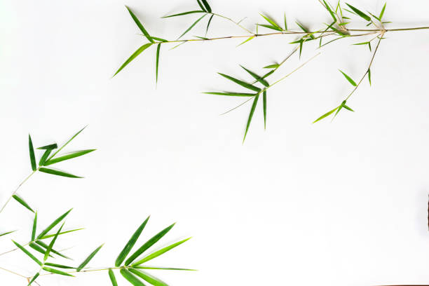 istock image is of a white background with green bamboo leaves arranged around the edges, creating a frame. bamboo leaves background concept. 2172154513