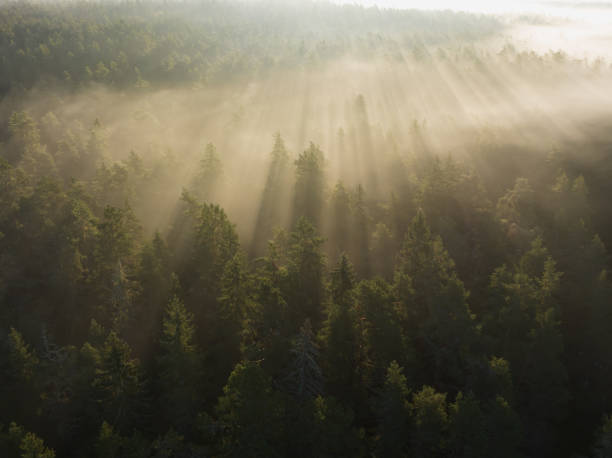 istock Fog over spruce forest in Taevaskoja. 2172157852