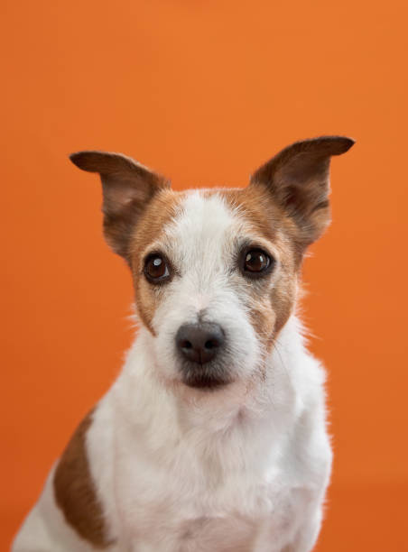 istock Jack Russell Terrier portrait on orange 2172158701