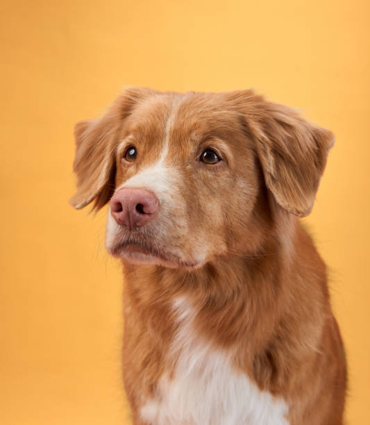 istock Nova Scotia Duck Tolling Retriever close-up with orange background 2172158713