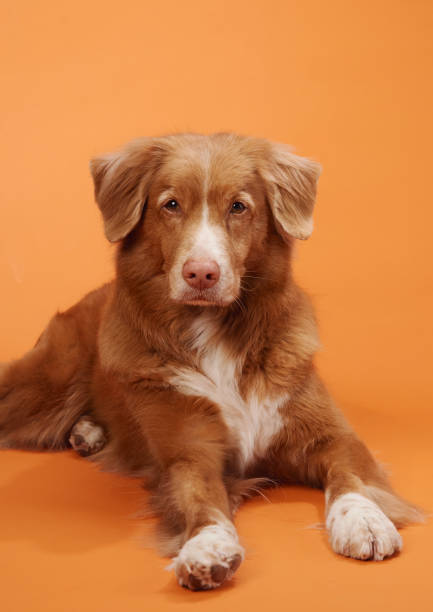istock Nova Scotia Duck Tolling Retriever lying calmly on orange background 2172158727