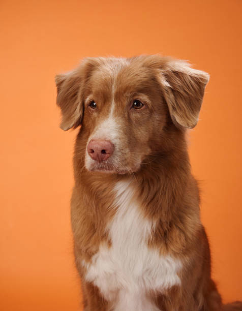 istock Nova Scotia Duck Tolling Retriever with a calm expression 2172158730