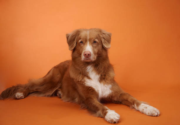 istock Nova Scotia Duck Tolling Retriever lying down with head up 2172158733
