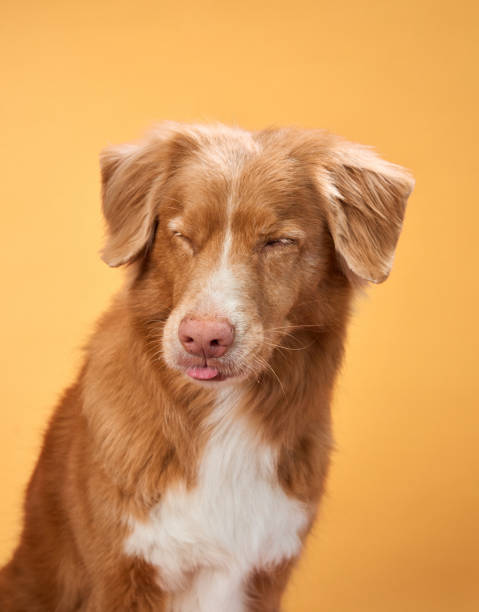 istock Nova Scotia Duck Tolling Retriever with a sleepy expression 2172158734