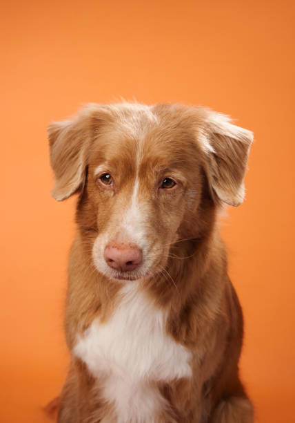 istock Nova Scotia Duck Tolling Retriever with a calm expression 2172158738