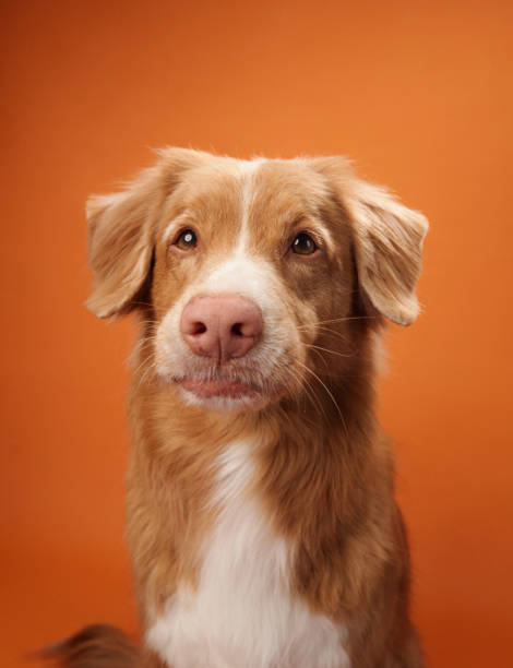 istock Nova Scotia Duck Tolling Retriever with a calm expression 2172158740