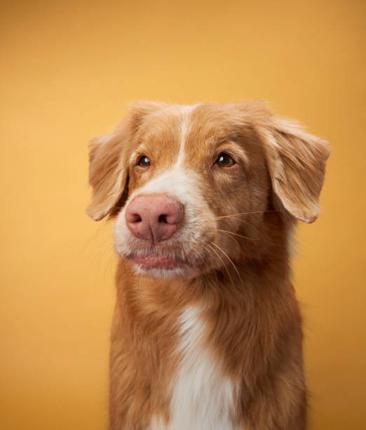 istock Nova Scotia Duck Tolling Retriever with a thoughtful look 2172158741