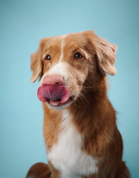 istock Nova Scotia Duck Tolling Retriever licking nose playfully 2172158743