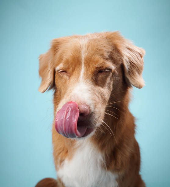 istock Nova Scotia Duck Tolling Retriever licking its nose 2172158747