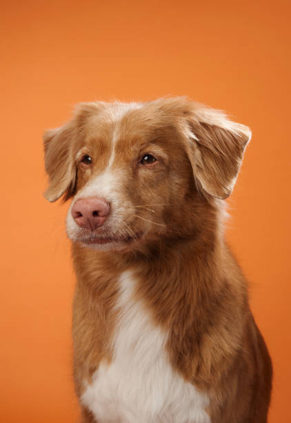 istock Nova Scotia Duck Tolling Retriever with a thoughtful look 2172158748
