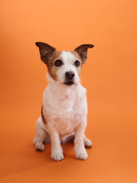 istock Jack Russell Terrier sitting calmly against orange background 2172158760