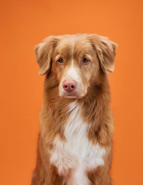 istock Nova Scotia Duck Tolling Retriever portrait with orange background 2172158763