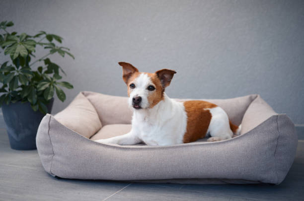 istock Terrier resting in a soft dog bed 2172158769