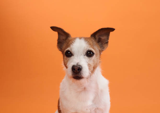 istock Jack Russell Terrier sitting calmly on orange background 2172158775