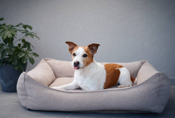 istock Terrier lying in a dog bed indoors 2172158777