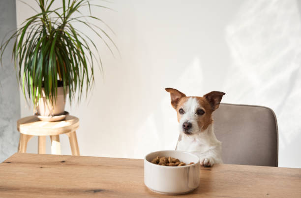 istock Jack Russell Terrier peeking over table at food bowl 2172158783