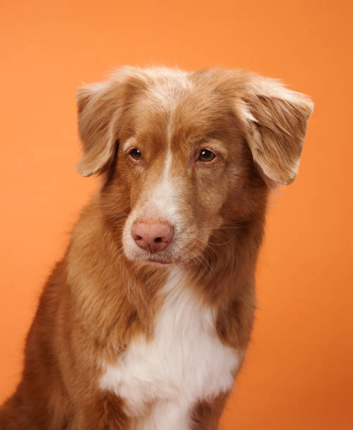 istock Nova Scotia Duck Tolling Retriever with a calm expression 2172158789