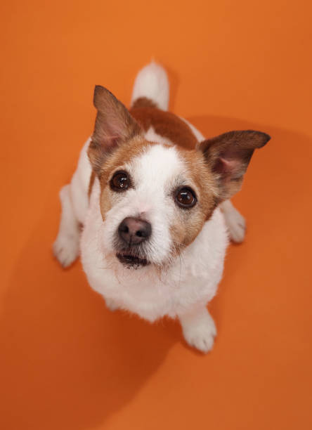 A Jack Russell Terrier looks up curiously against an orange background. The dog inquisitive expression adds character to the portrait.