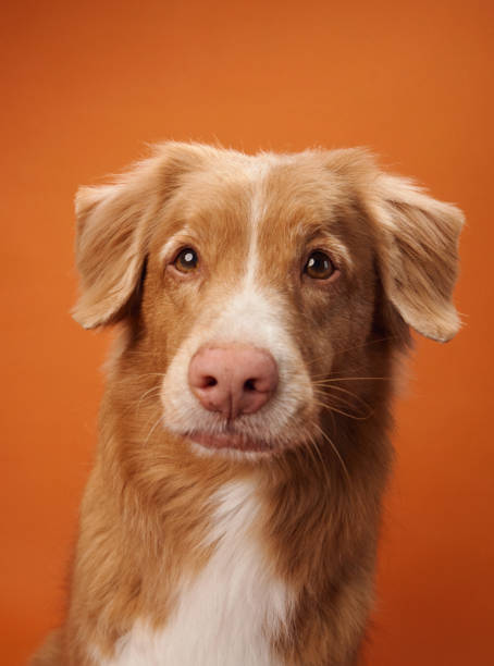 istock Nova Scotia Duck Tolling Retriever with a thoughtful expression 2172158794