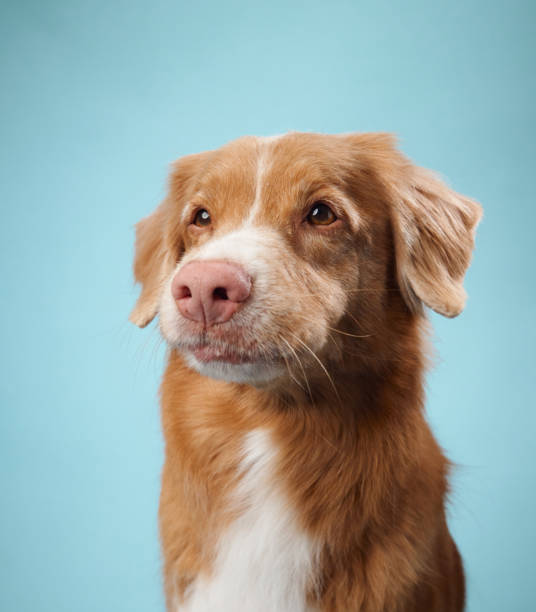 istock Nova Scotia Duck Tolling Retriever with a calm expression 2172158801