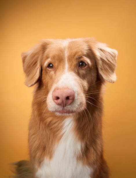 istock Nova Scotia Duck Tolling Retriever with a thoughtful look 2172158815