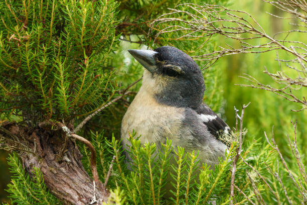 istock AN EURASIAN CHAFFINCH IN A TREE HEATHER 2172159040
