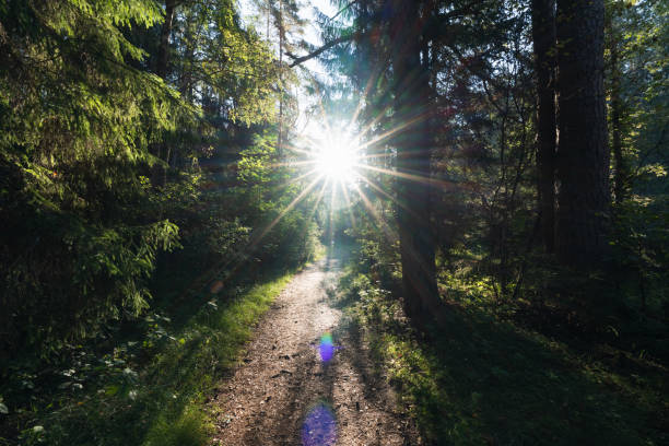 istock Mixed forest on a sunny morning, bright rays passing through the trees. 2172159161