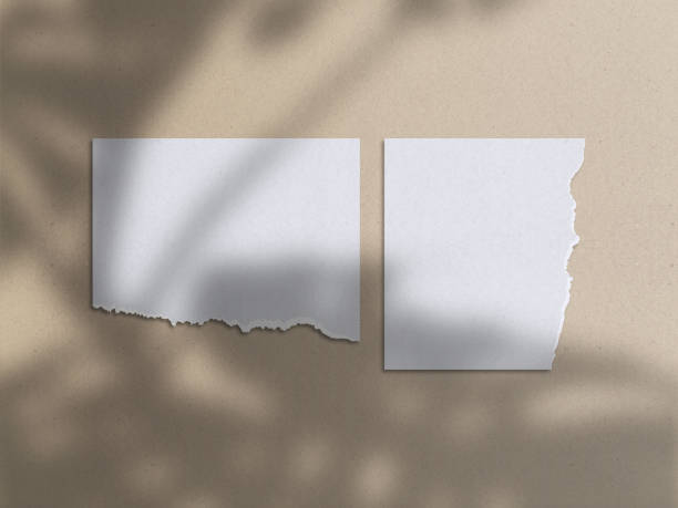 istock Realistic 3D blank photo frames, film, texture, ornament, torn paper glued textures and tape moodboard mockup. Grunge texture background with leaves and windows shadow overlay vector illustration 2172160481