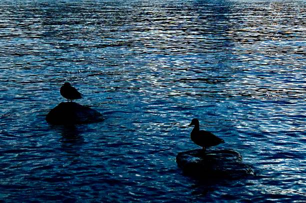 Two ducks on Lake Zurich in the evening