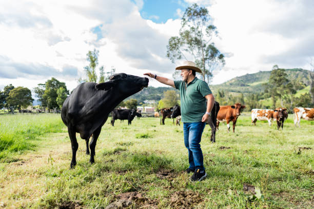 Mature man caressing a cow on a farm