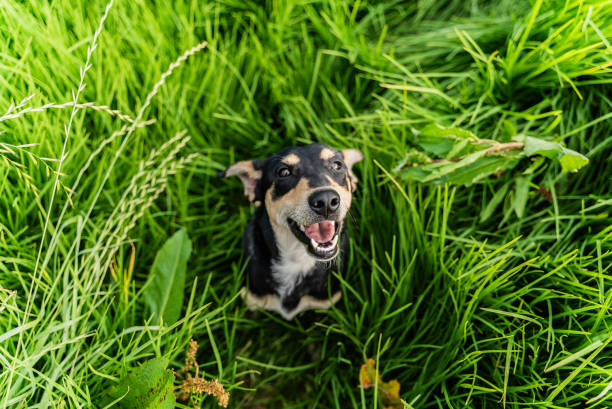Dog in a natural parkland