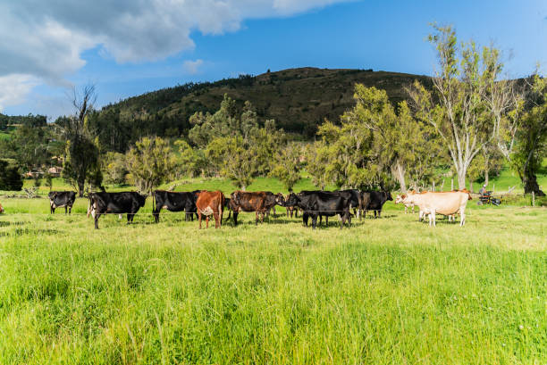 istock Domestic cattle on a farm 2172162487