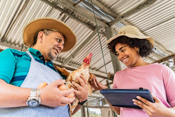 istock Father and daughter examining hen and using digital tablet in a chicken coop 2172162515