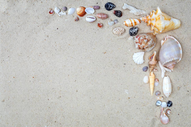 istock White sand and seashells background. Beach sand texture. 2172162569