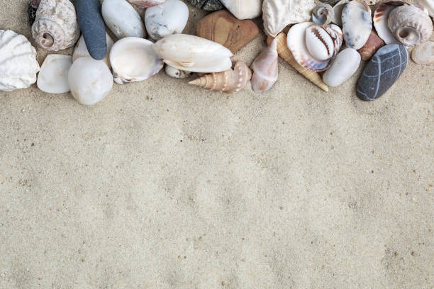 istock Flat lay composition with seashells on white sand. Top view with copy space. 2172162759