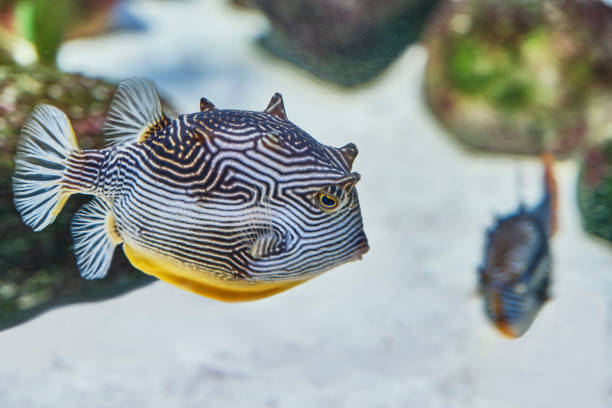 Striped fish from family boxfishes