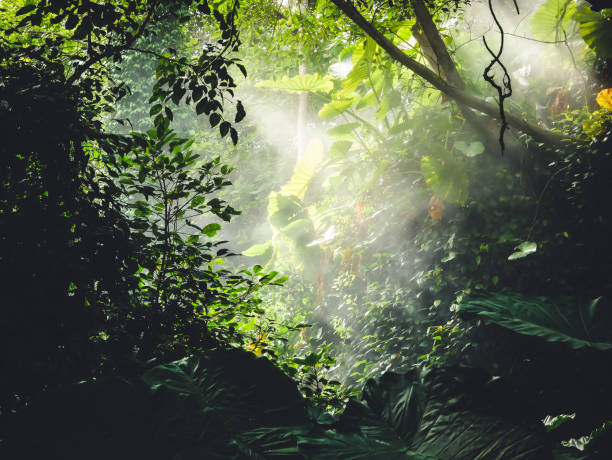 istock Many trees in rainforest with sunray 2172166660