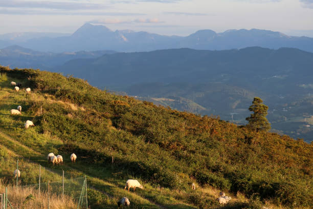 istock Sheep Grazing Sollube Peak, Basque Country, Spain. Stunning evening view. 2172168604